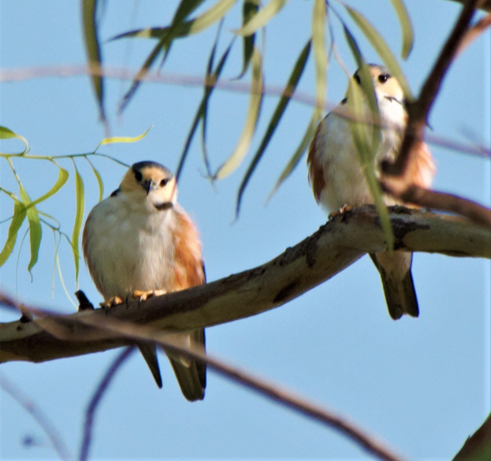 Pearl Kite - ML283639891