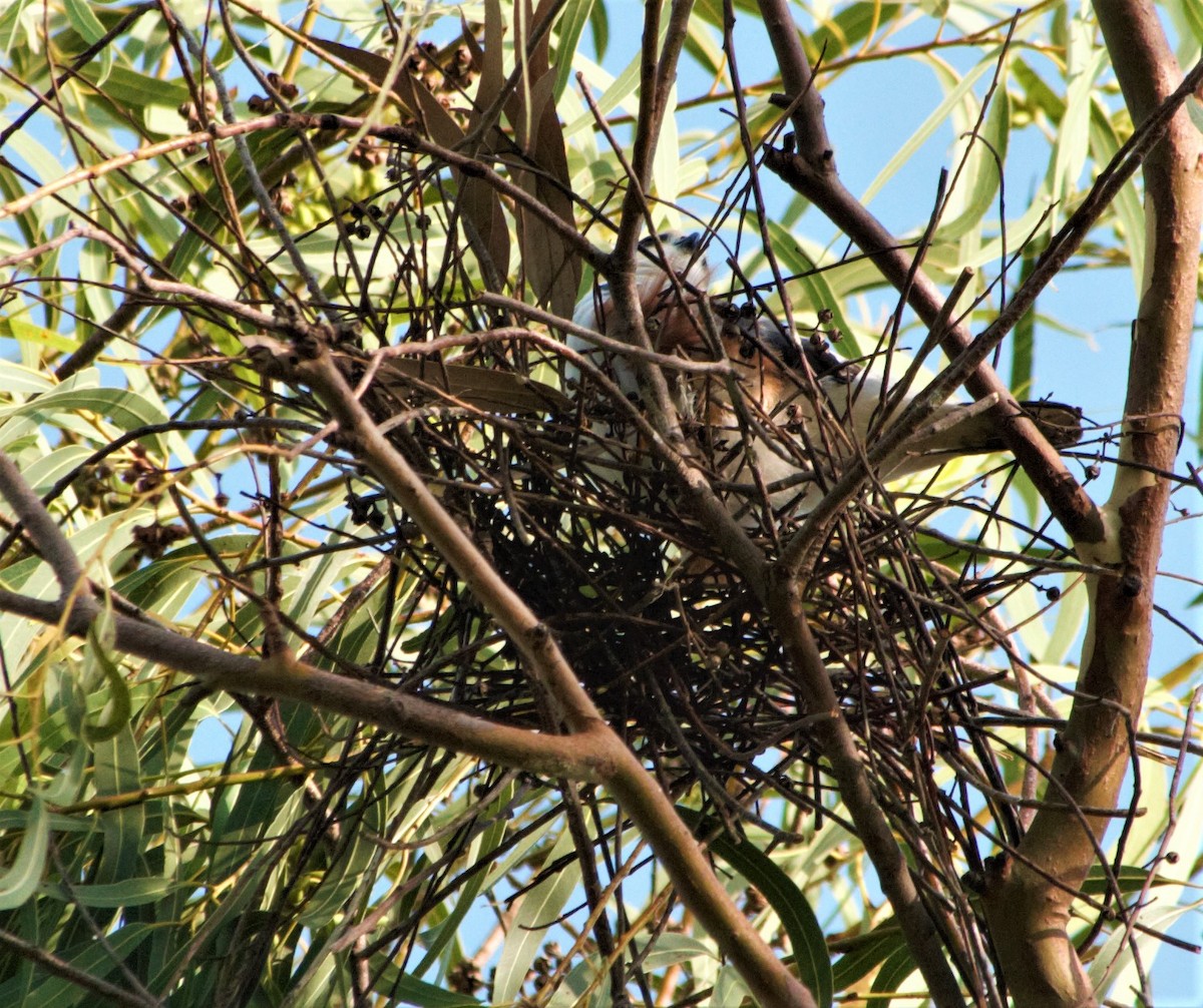 Pearl Kite - ML283639911