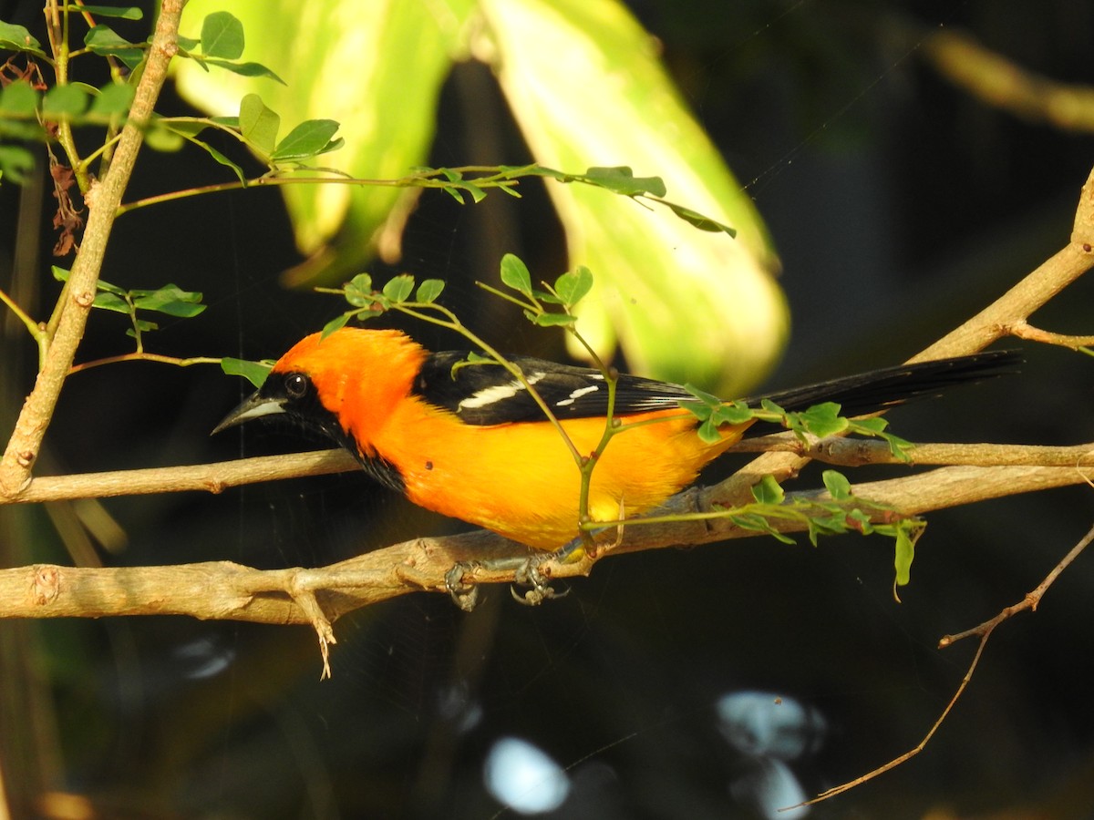 Hooded Oriole - ML283640061