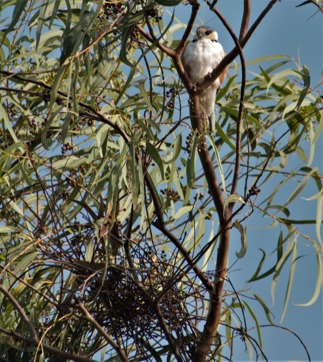 Pearl Kite - ML283640101