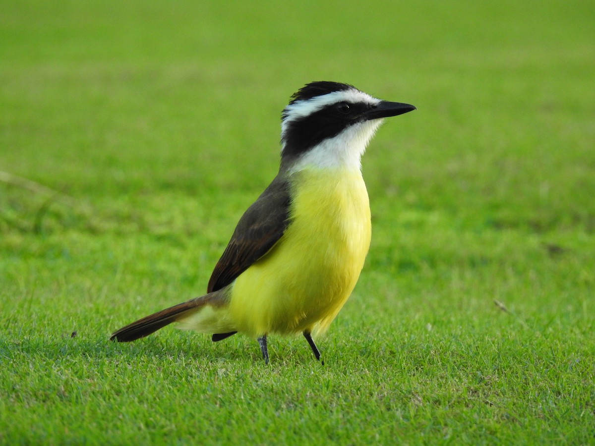 Great Kiskadee - ML283640231