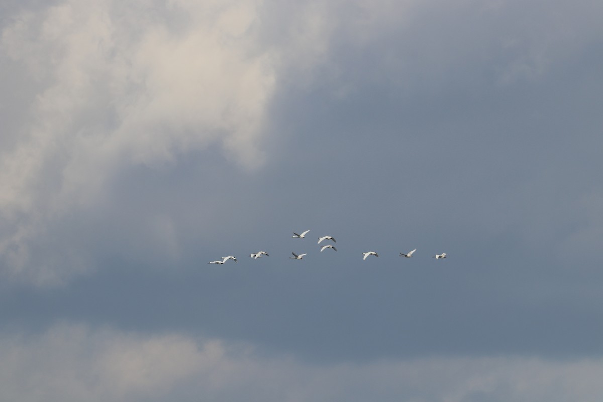 Tundra Swan - ML283640771