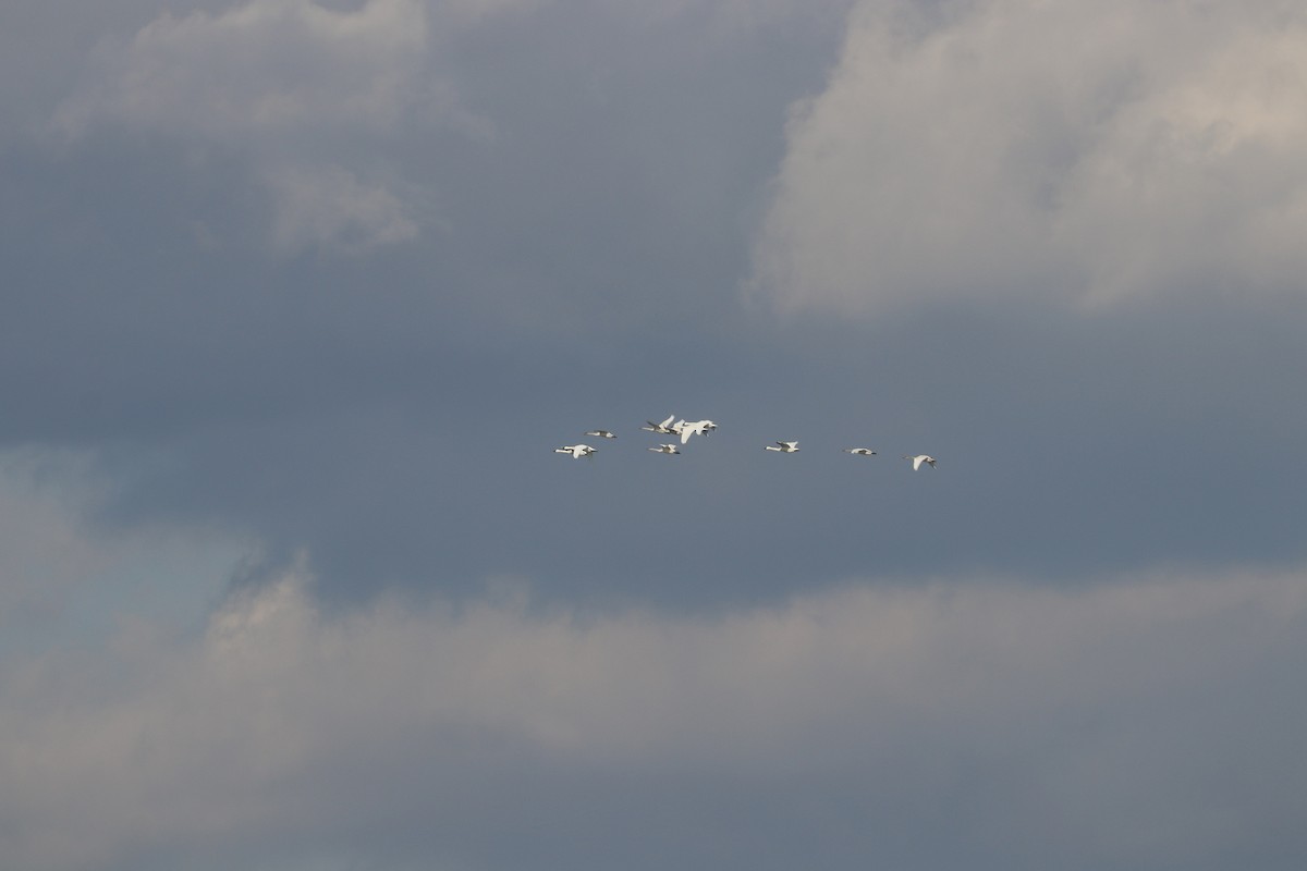 Tundra Swan - ML283641001