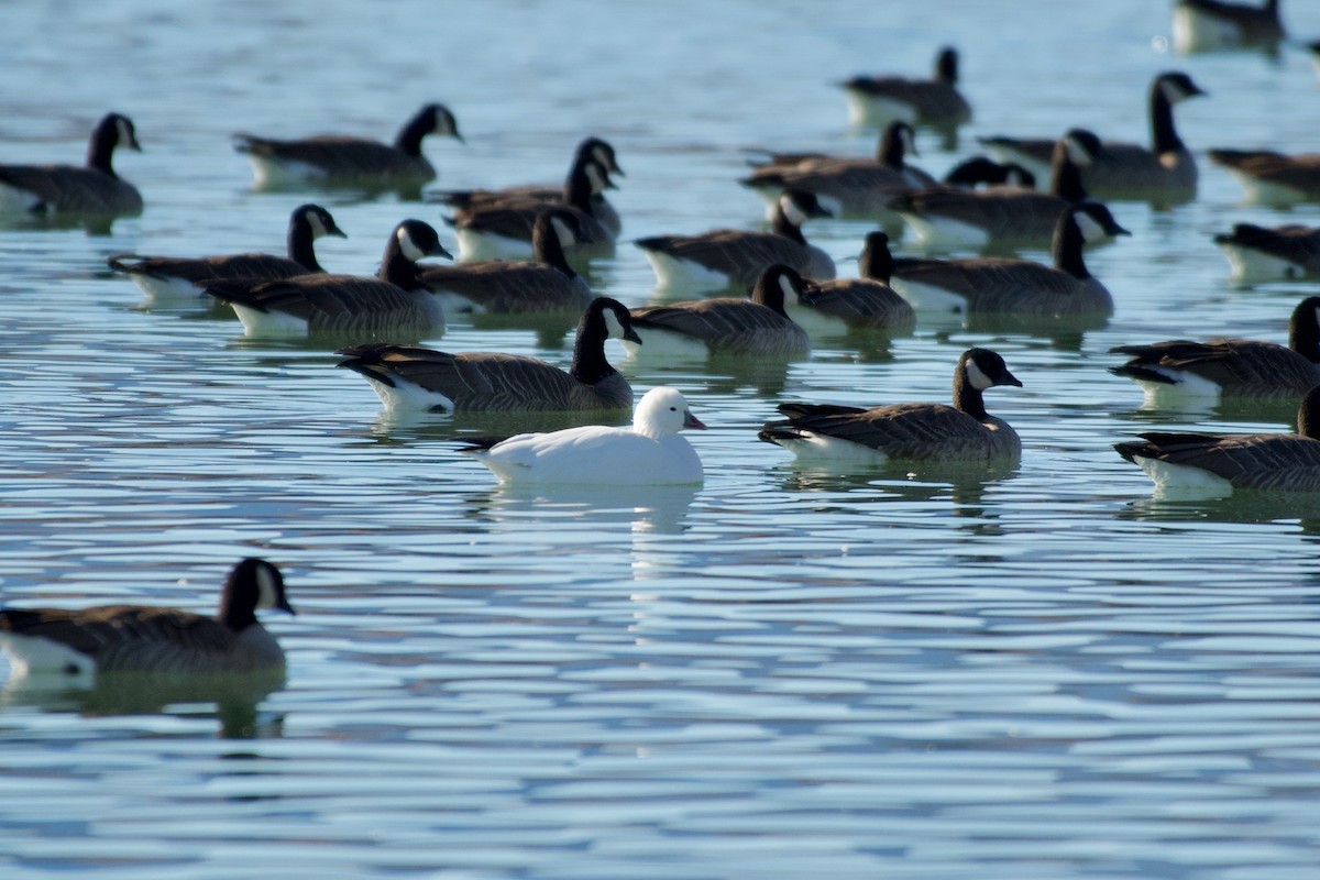 Ross's Goose - ML283641381