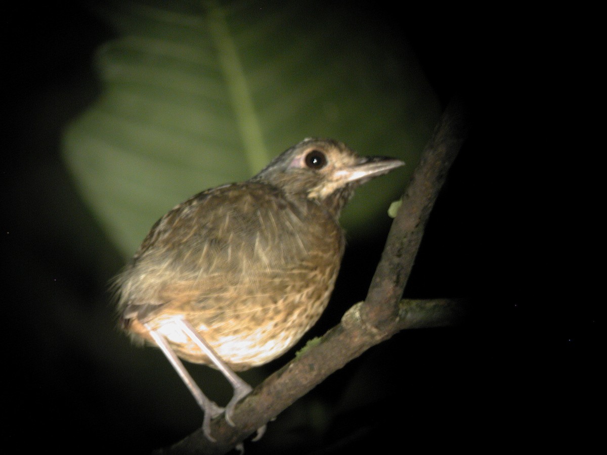 Variegated Antpitta - ML283642581