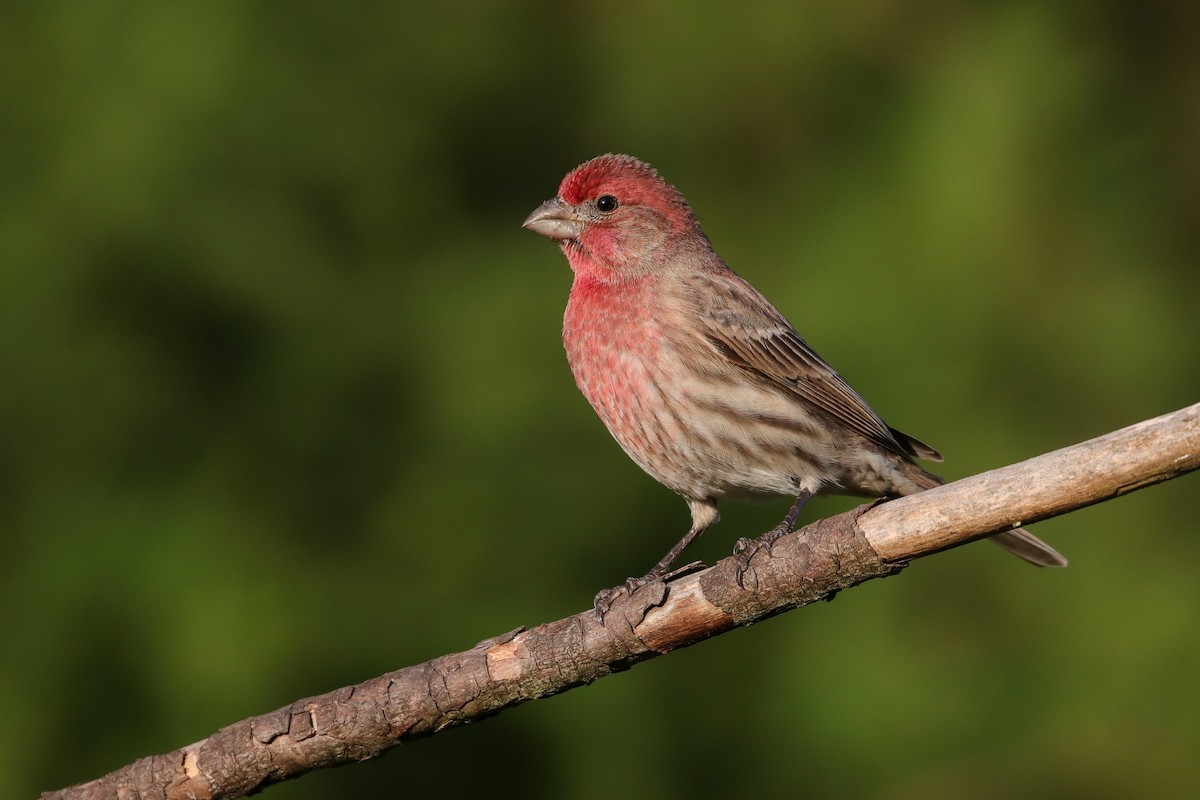 House Finch - ML283643061