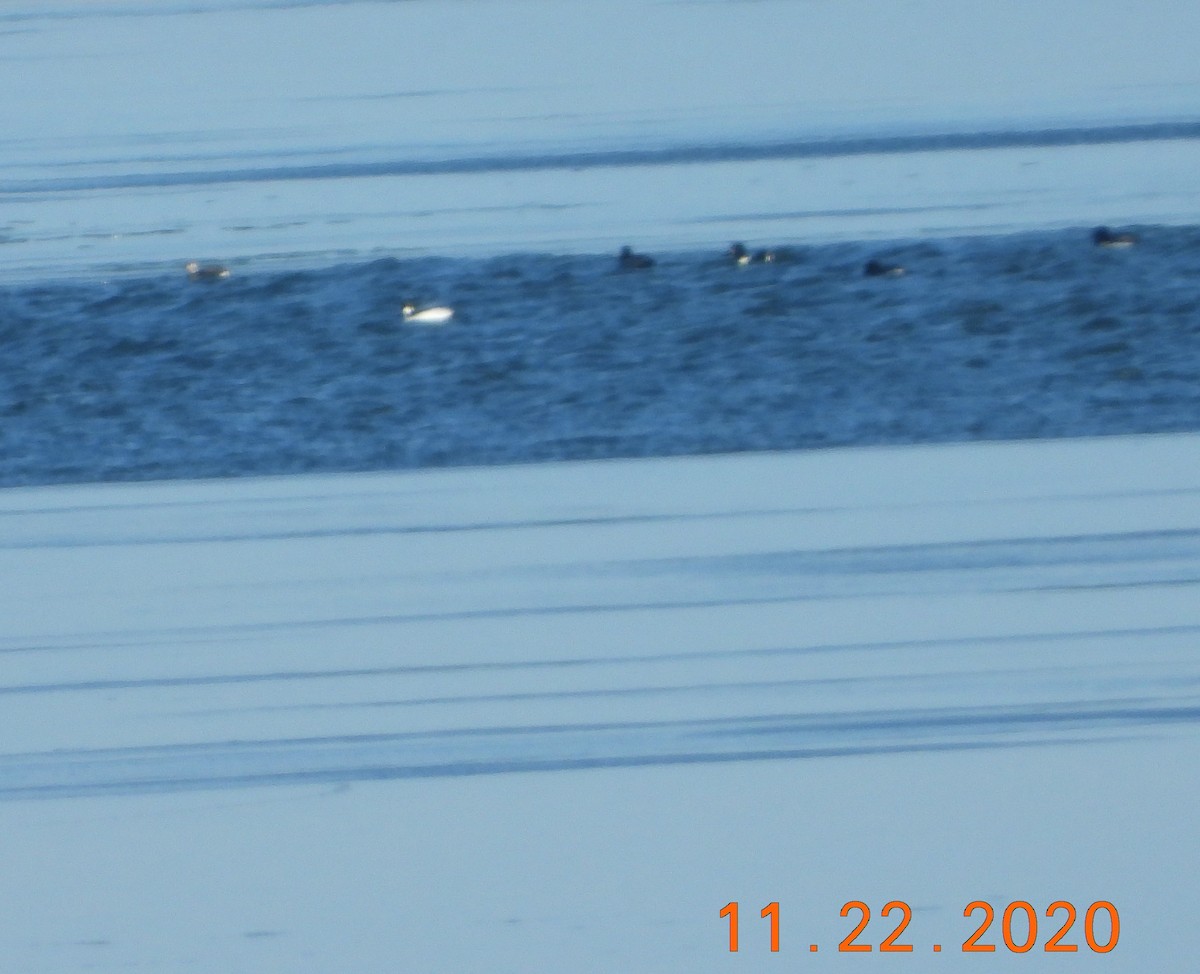 Long-tailed Duck - ML283643911