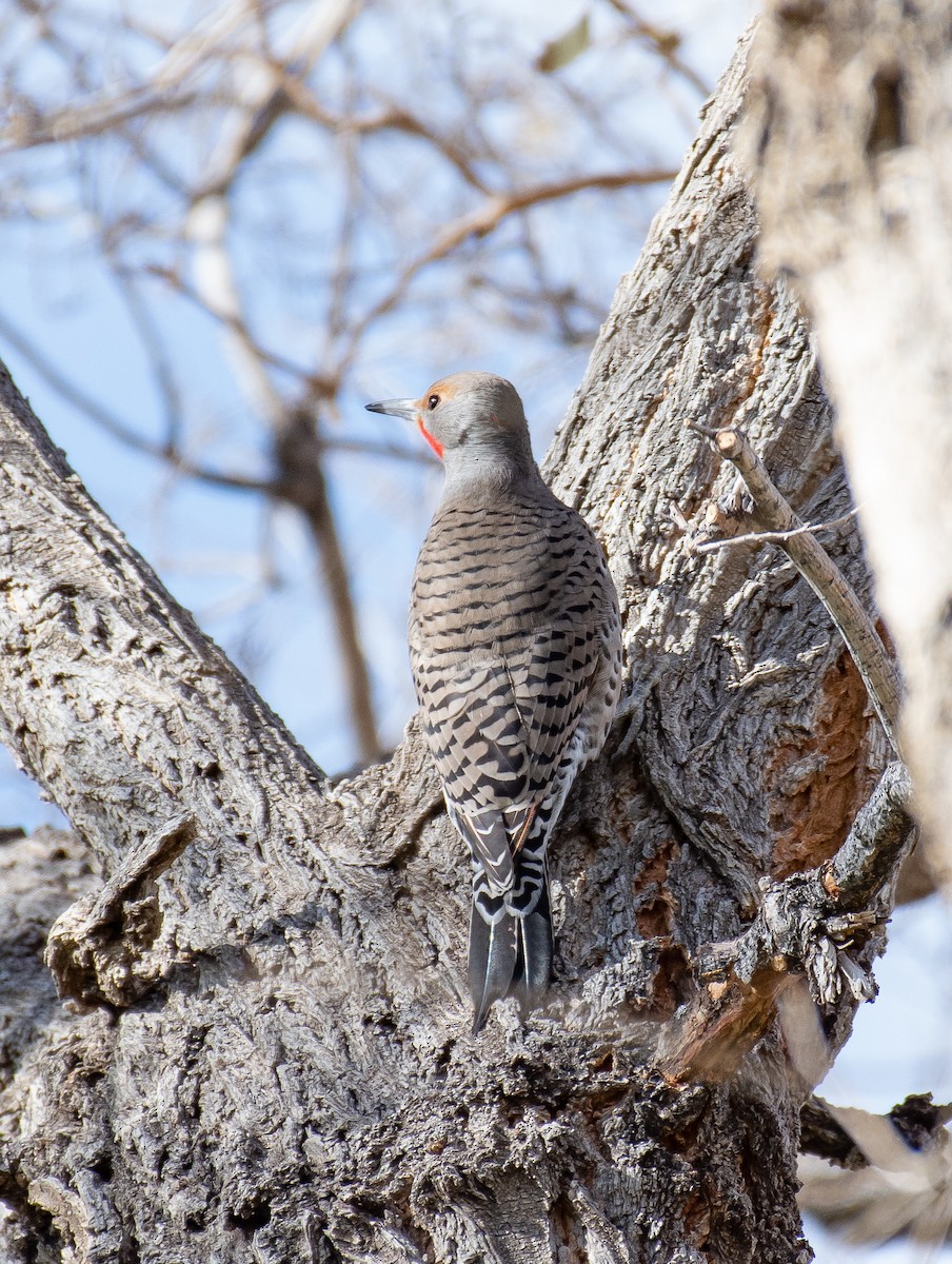 Northern Flicker (Yellow-shafted x Red-shafted) - ML283644101