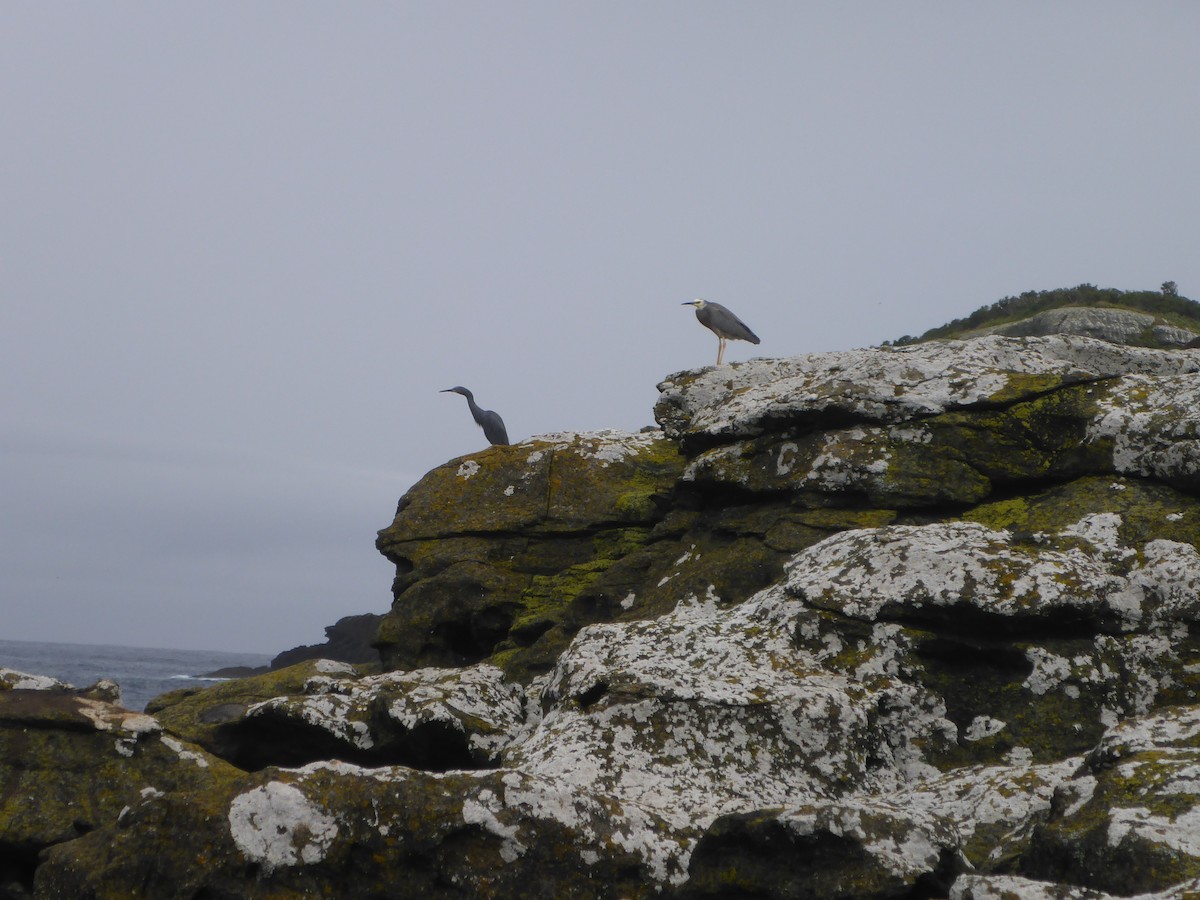 White-faced Heron - ML283645601