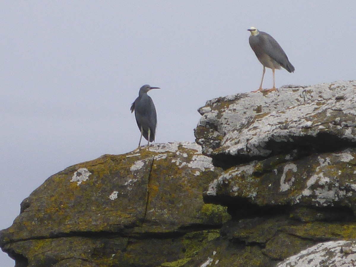 White-faced Heron - ML283645621