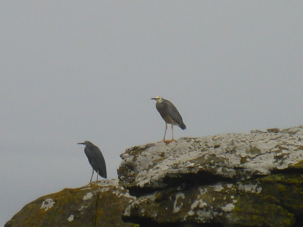 White-faced Heron - ML283645631