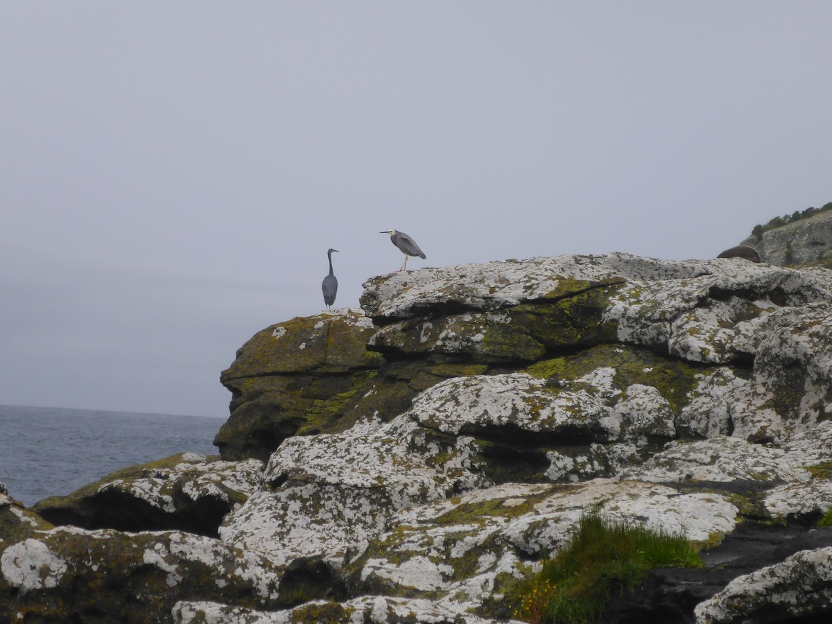 White-faced Heron - ML283645641