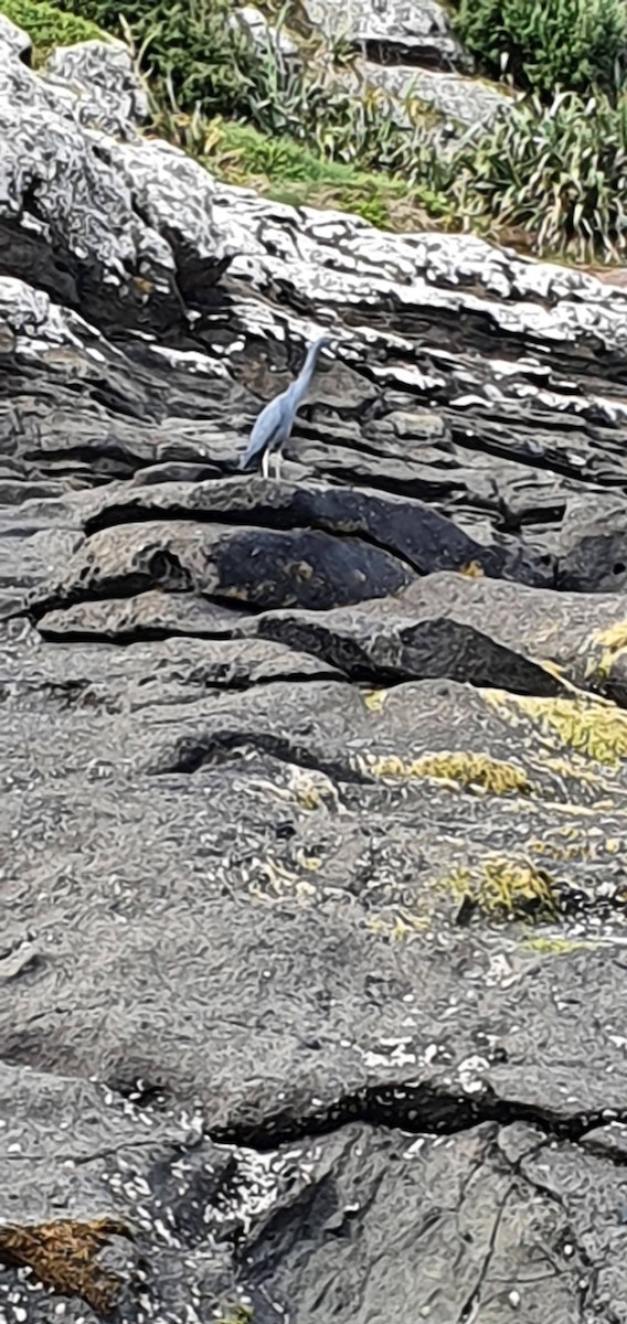 White-faced Heron - ML283646091