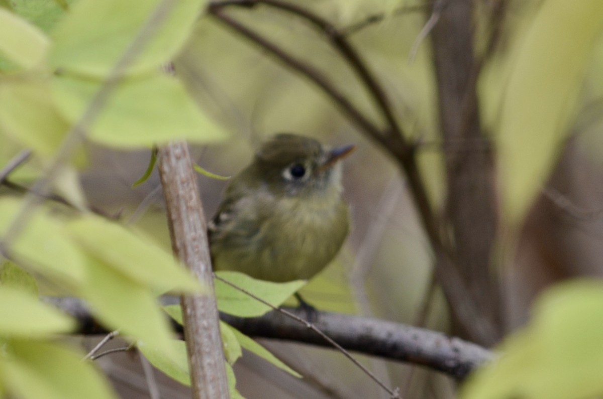 Western Flycatcher - ML283646761