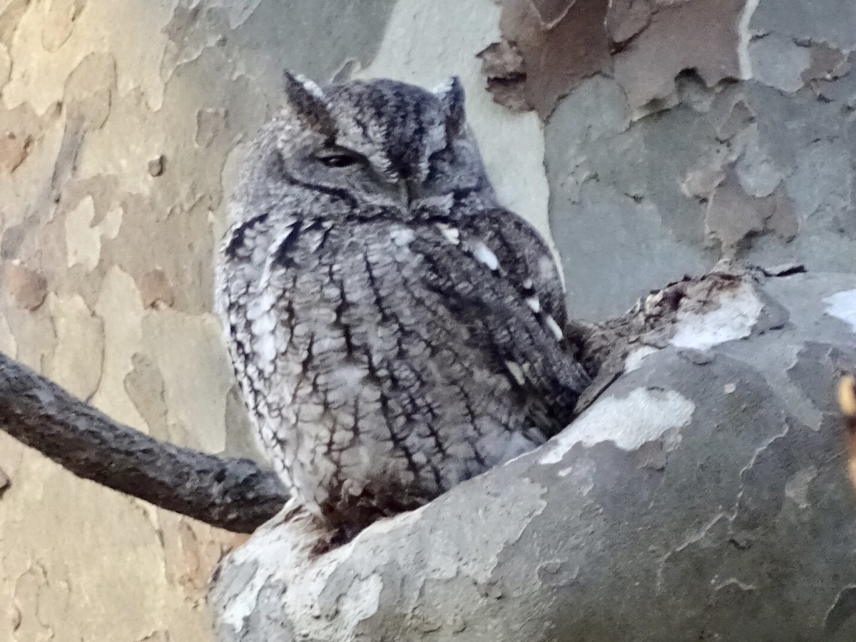 Eastern Screech-Owl - Annie Downing