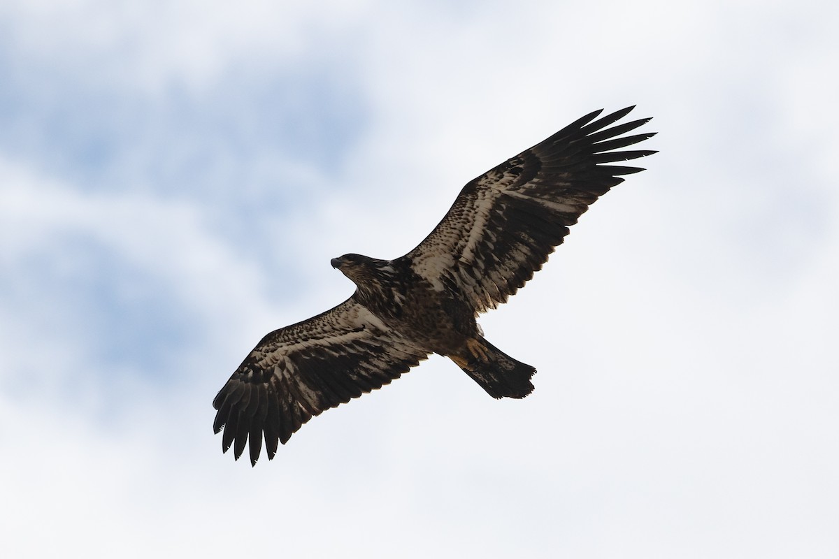 Bald Eagle - ML283647721
