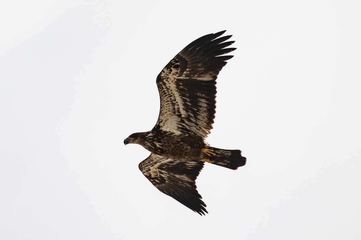 Bald Eagle - ML283647741