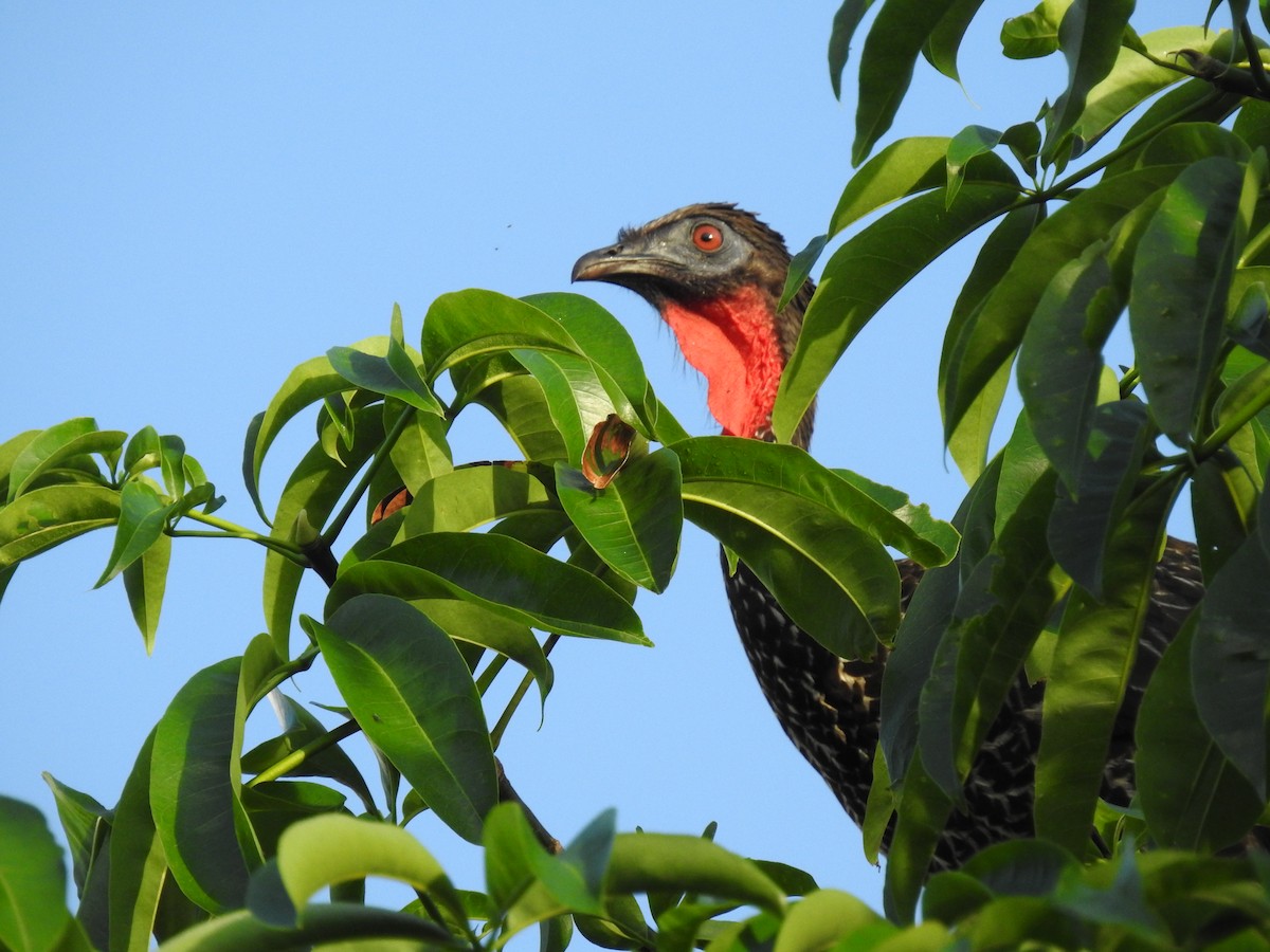 Crested Guan - ML283647841