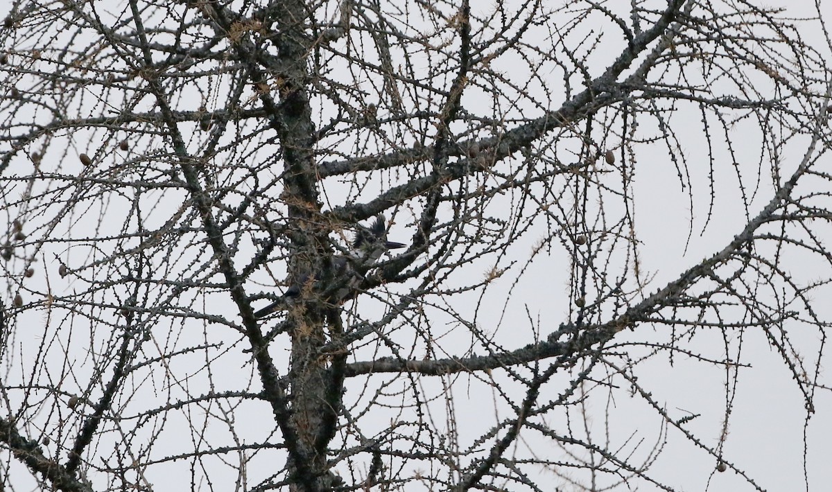 Belted Kingfisher - Jay McGowan