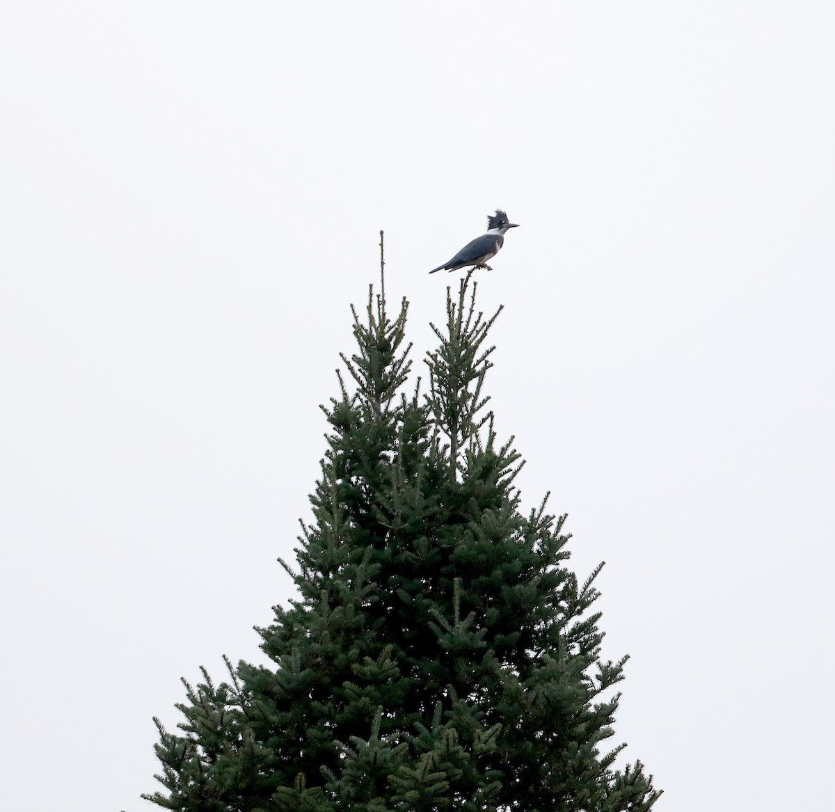 Belted Kingfisher - Jay McGowan