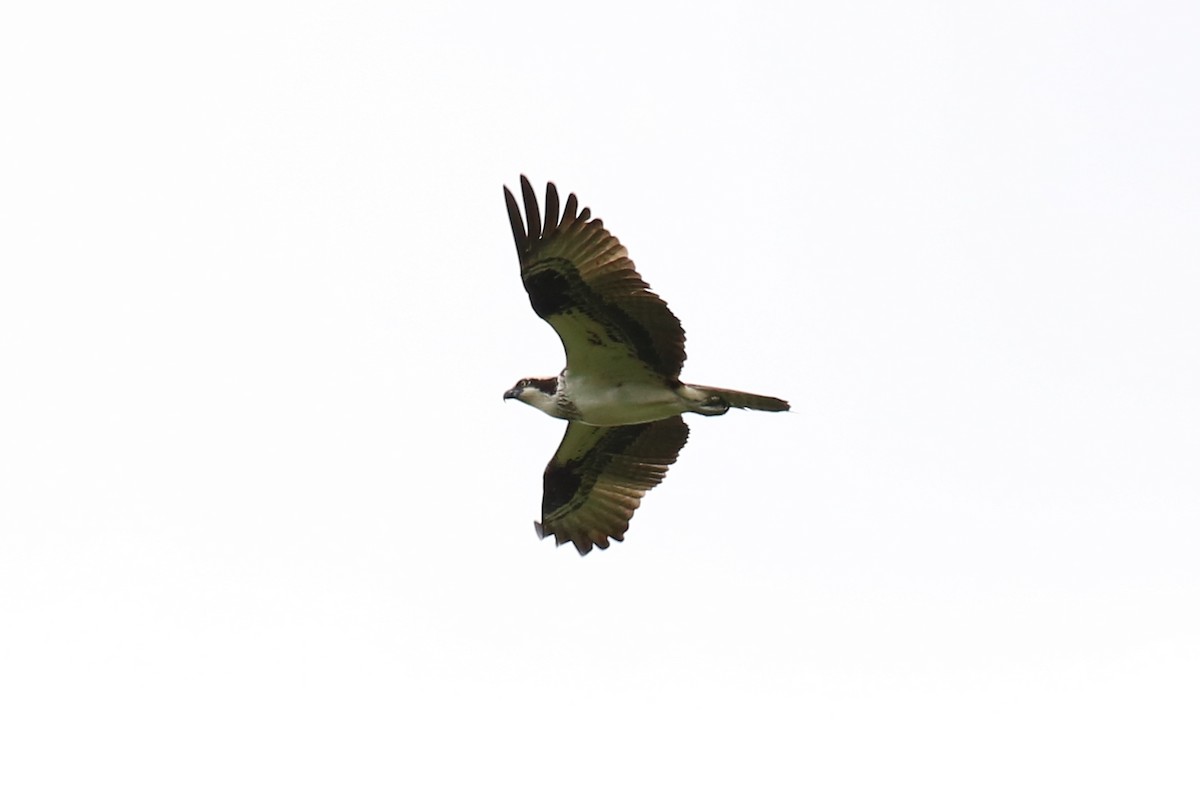 Águila Pescadora - ML28364801