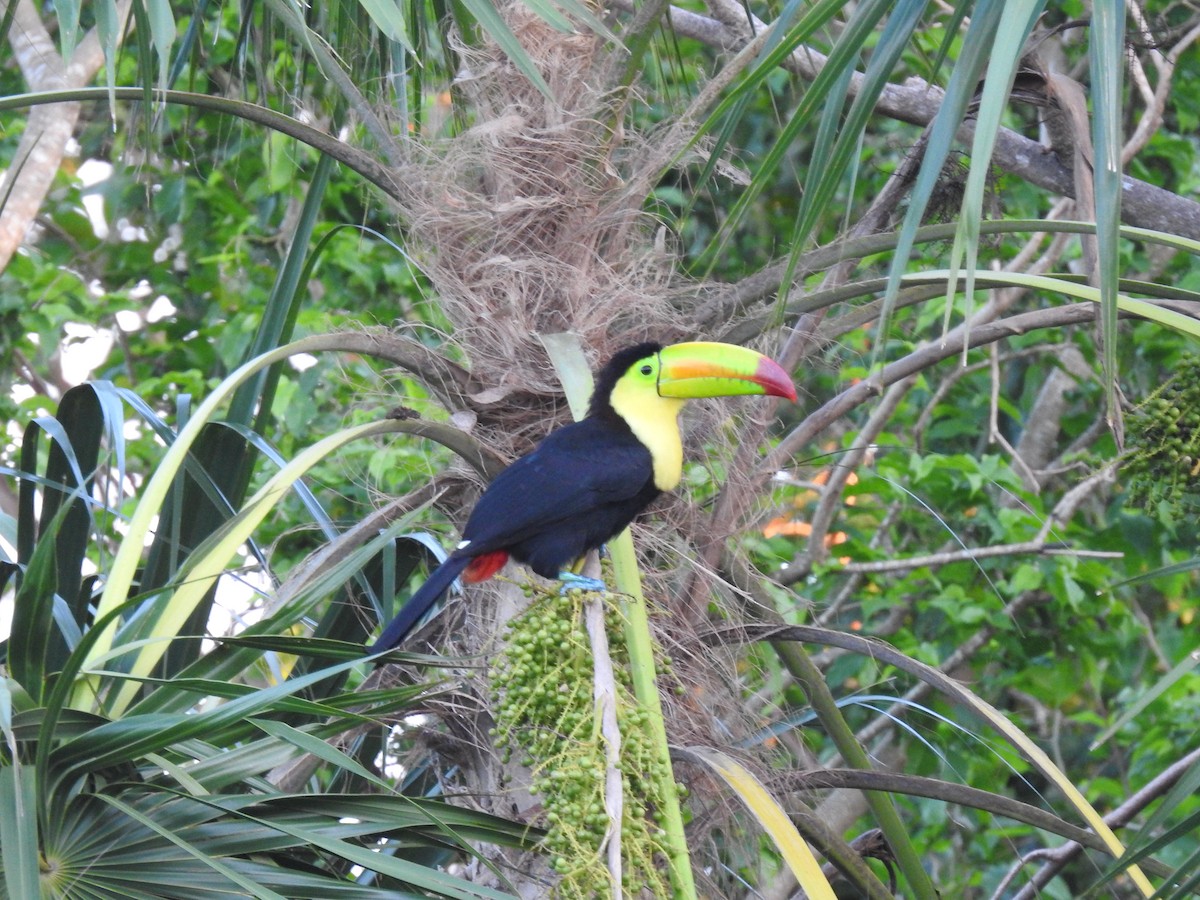 Keel-billed Toucan - ML283648501