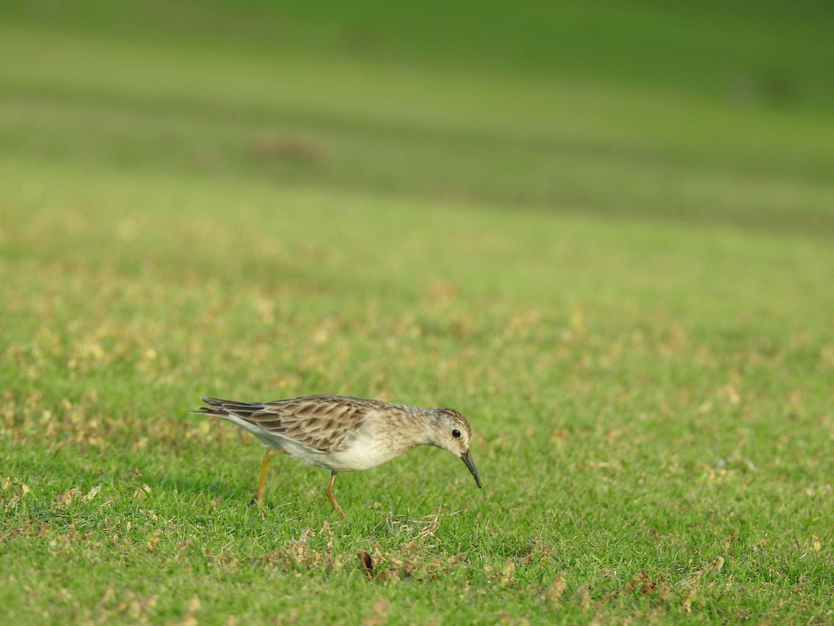 Least Sandpiper - ML283648531