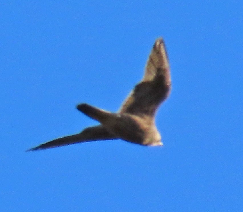 falcon sp. - ML283649171