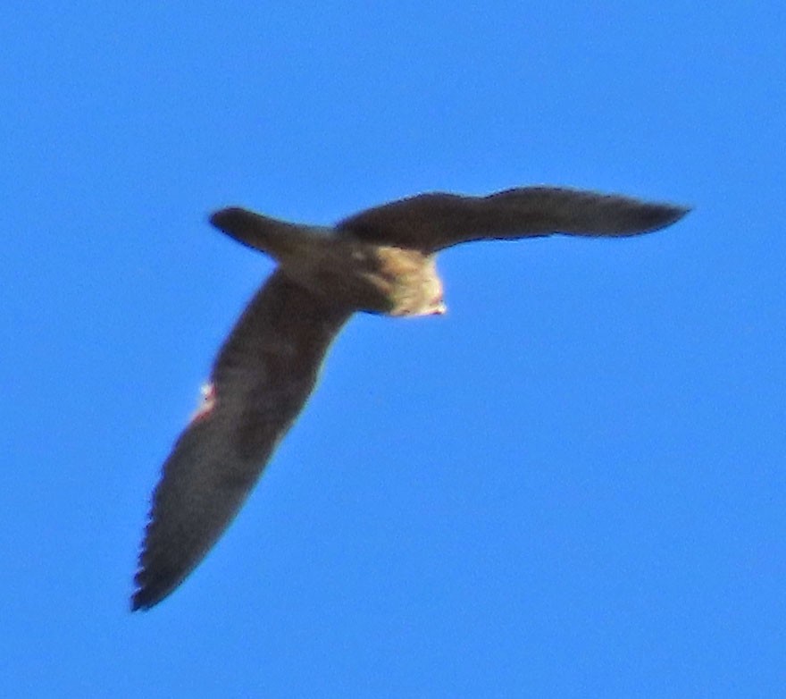 falcon sp. - ML283649191