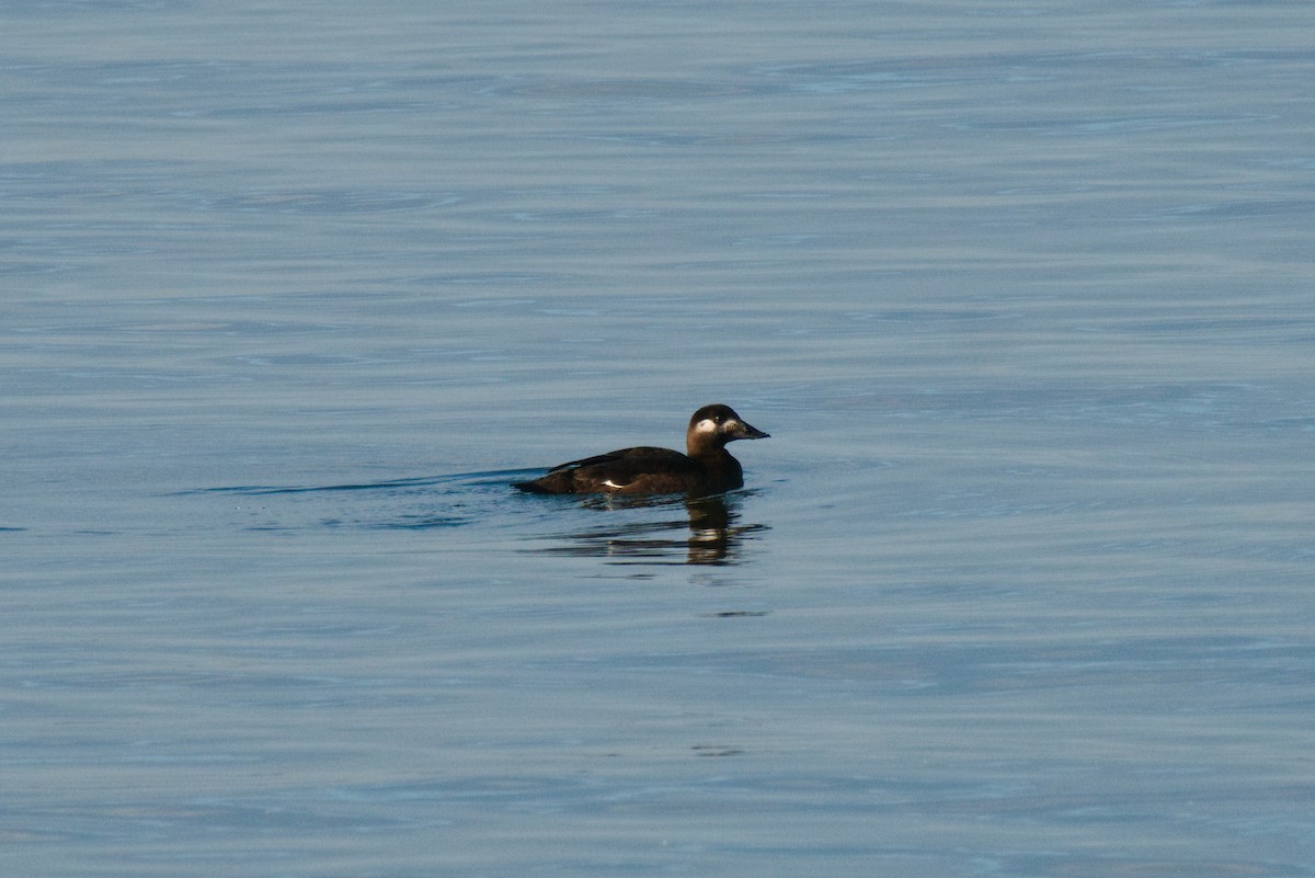 White-winged Scoter - ML283649351