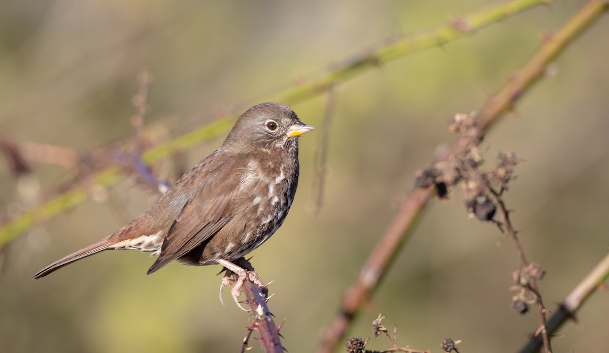Fox Sparrow (Sooty) - Ian Davies