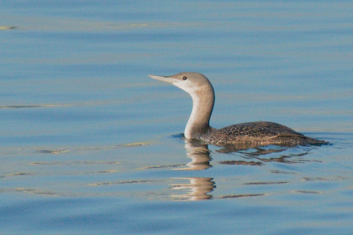Red-throated Loon - ML283650511
