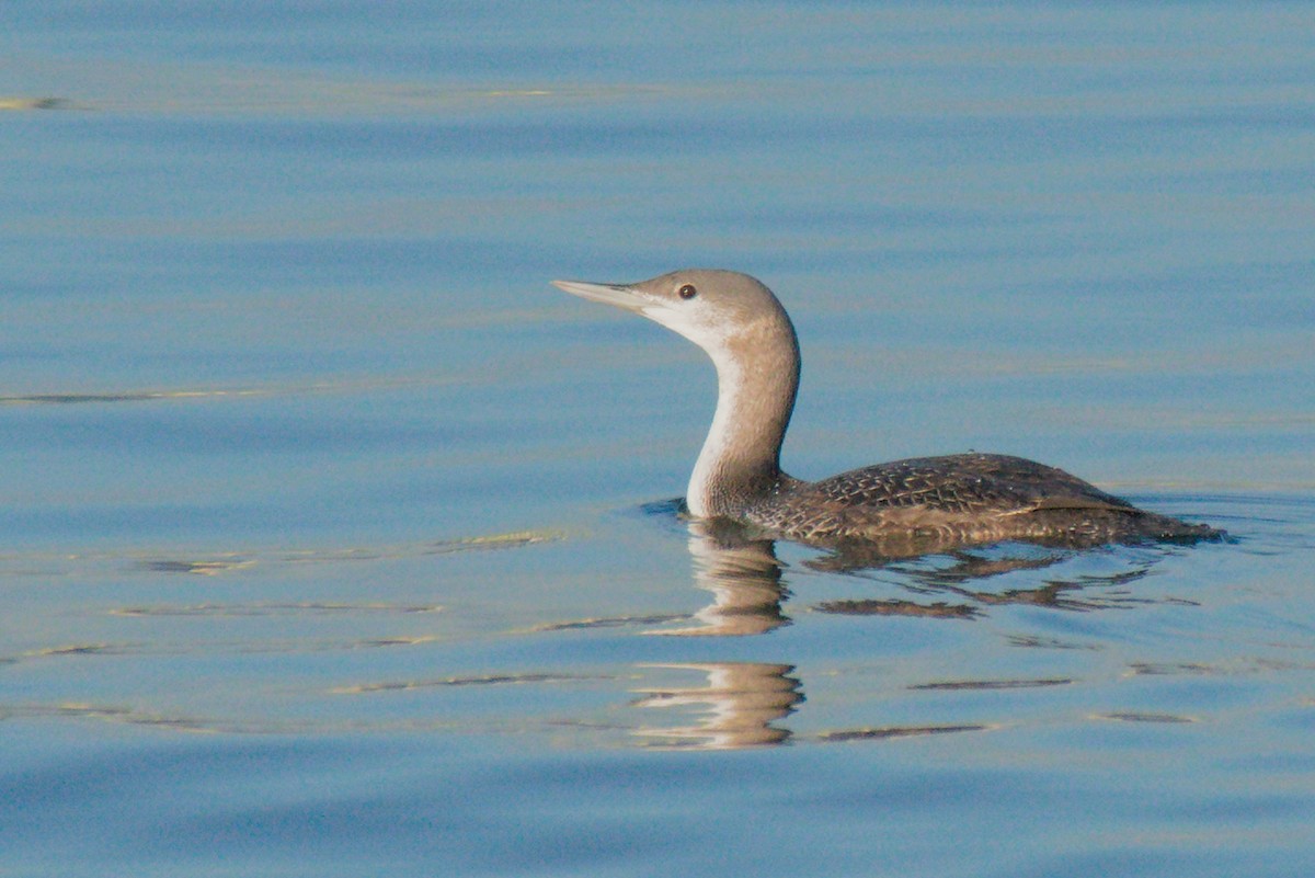 Plongeon catmarin - ML283650511