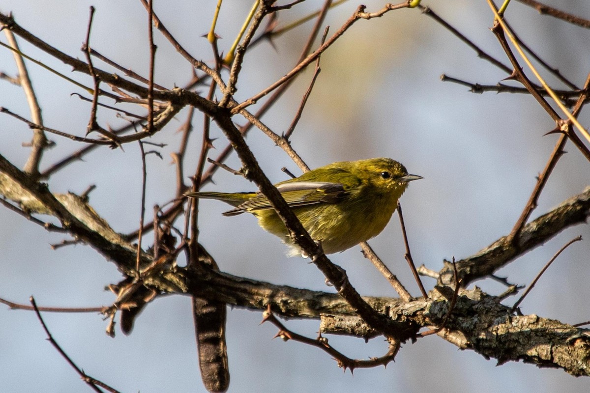 Tennessee Warbler - ML283651221
