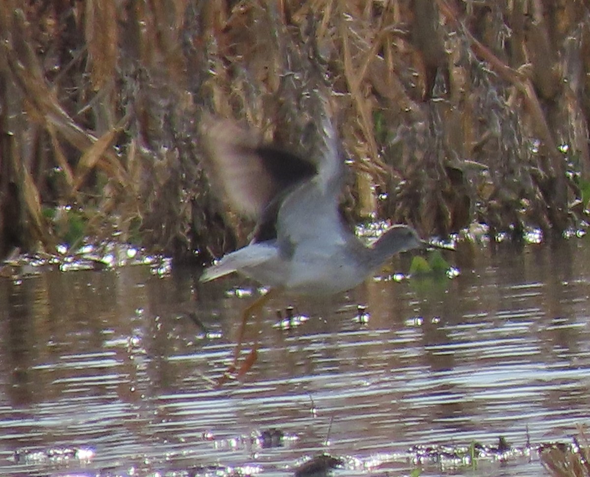 Greater Yellowlegs - ML283653911