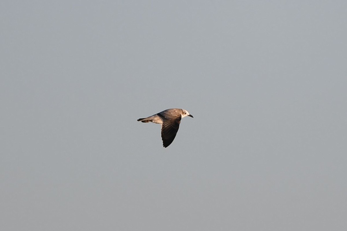 Laughing Gull - ML283654781