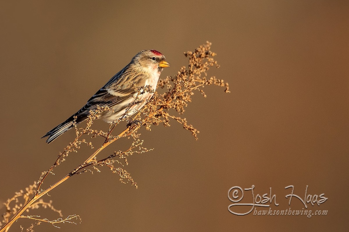 Common Redpoll - ML283654801