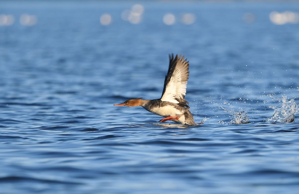 Red-breasted Merganser - ML283654871