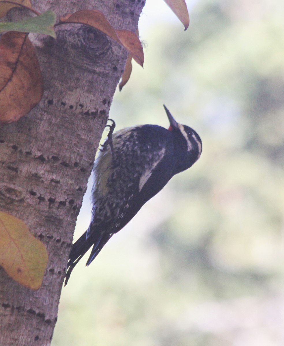 Williamson's Sapsucker - ML283655031