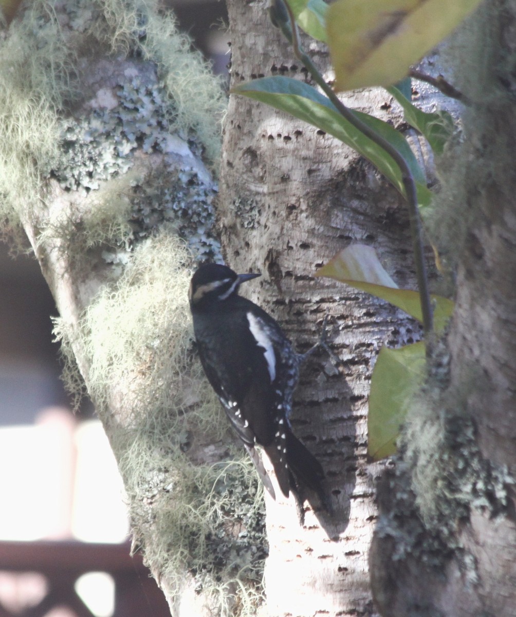 Williamson's Sapsucker - ML283655051