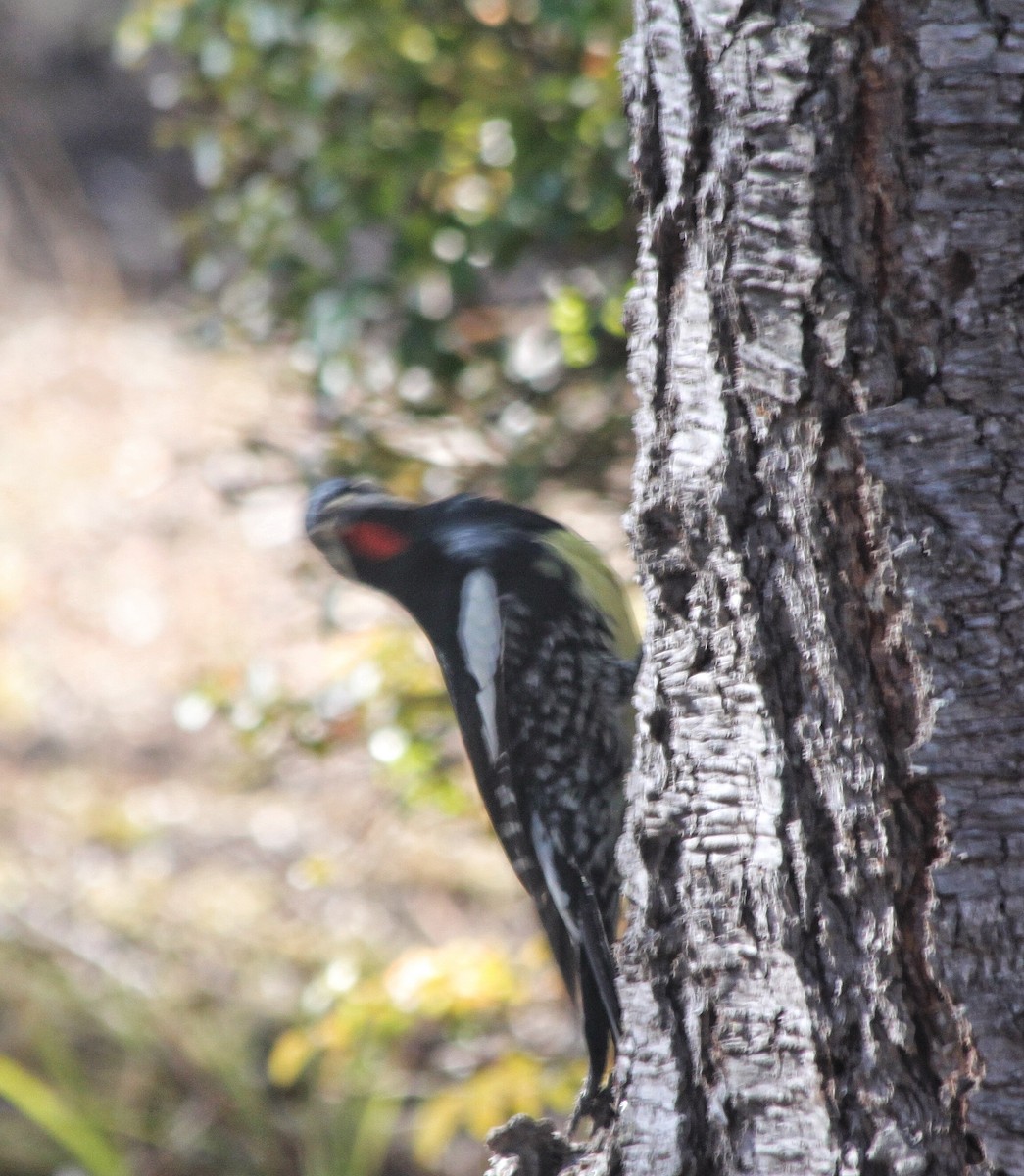 Williamson's Sapsucker - ML283655071