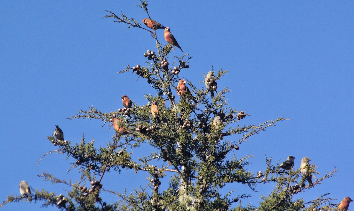 Bec-croisé des sapins - ML283655271