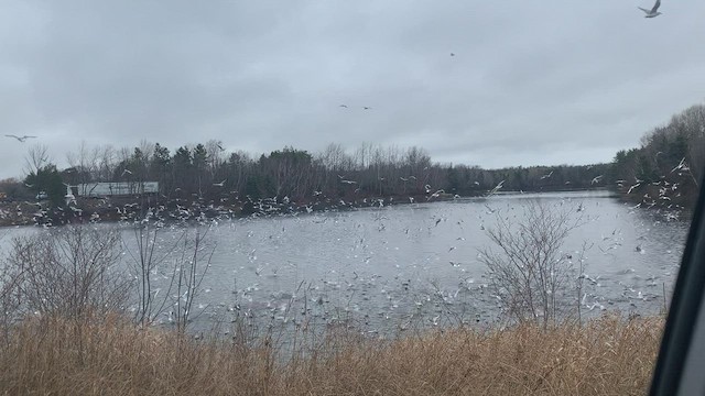 Bonaparte's Gull - ML283659141