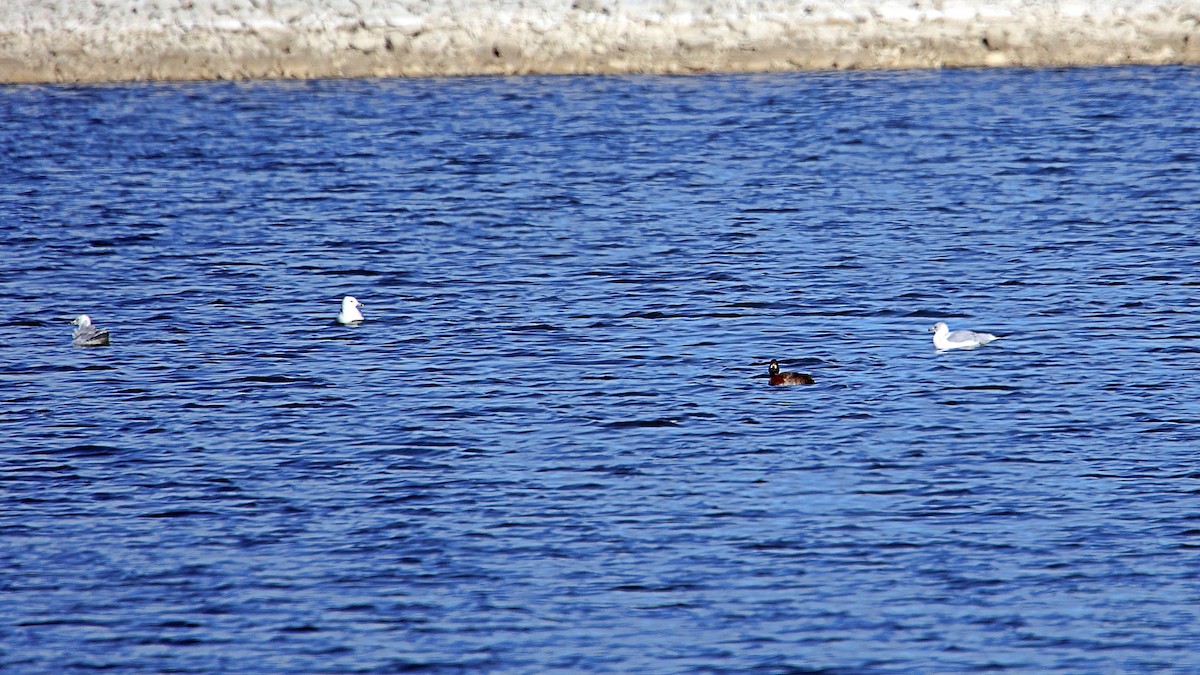 Ring-billed Gull - Anonymous