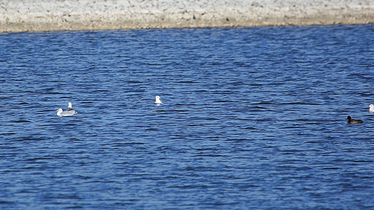 Ring-billed Gull - ML283661001