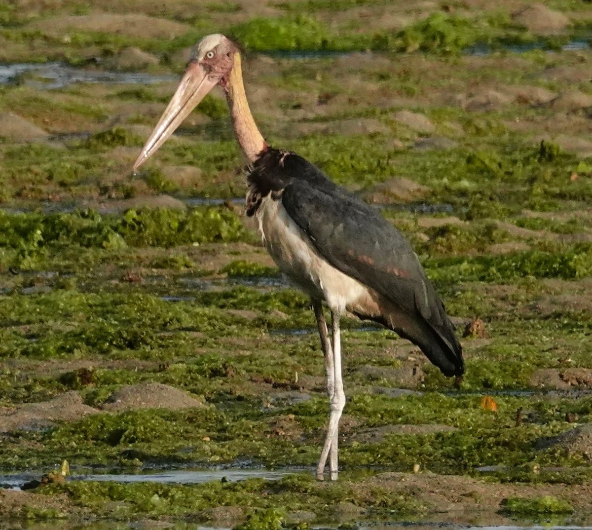 Lesser Adjutant - ML283661541