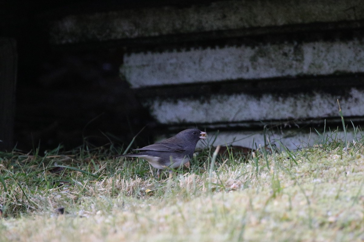 strnadec zimní (ssp. hyemalis/carolinensis) - ML283664151