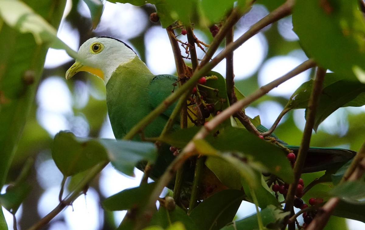 Black-naped Fruit-Dove - ML283664881