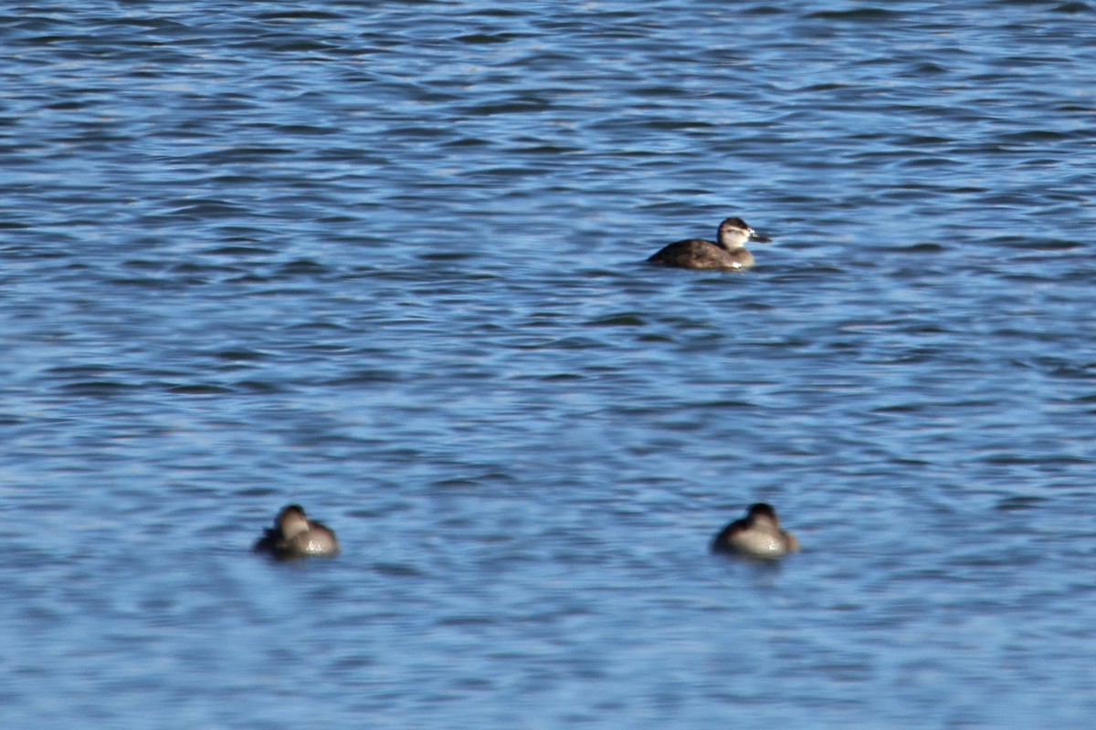 Ruddy Duck - Anonymous