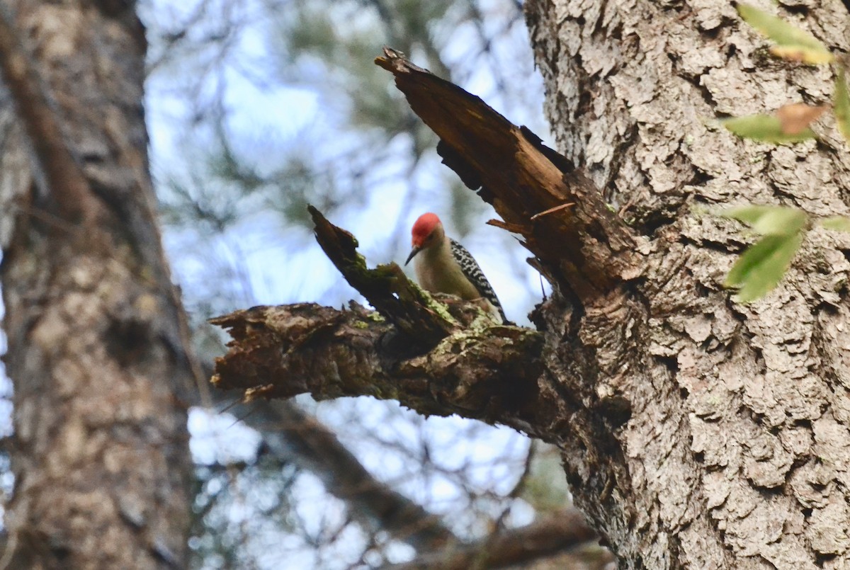 Red-bellied Woodpecker - Amilcar Valencia